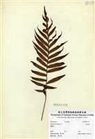 藏品(烏毛蕨)的圖片